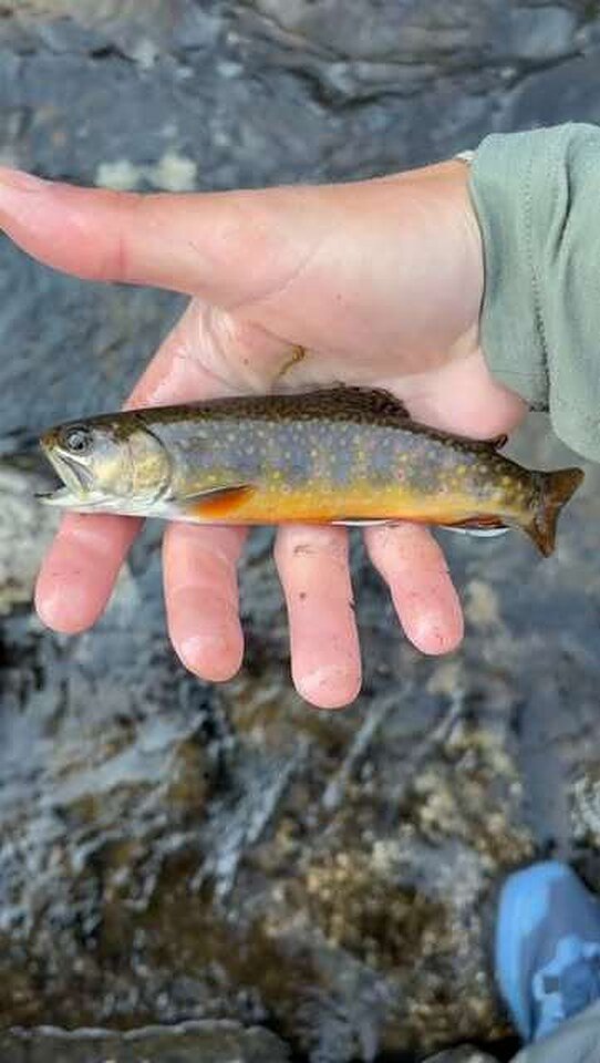 A wild brook trout in an open hand over a rocky streambed
