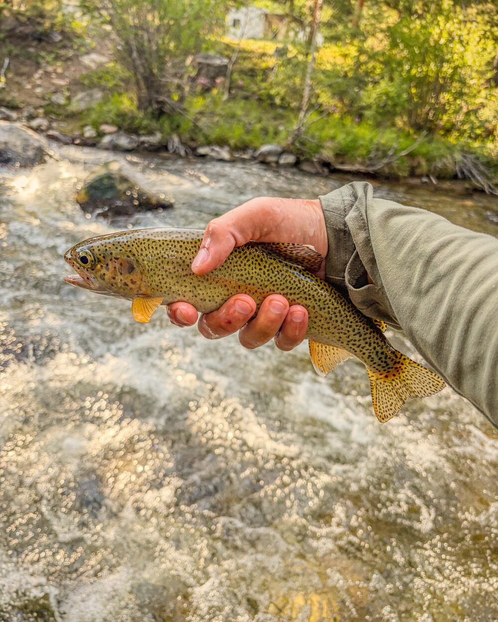 A wild trout held just above a fast mountain stream, about to be released