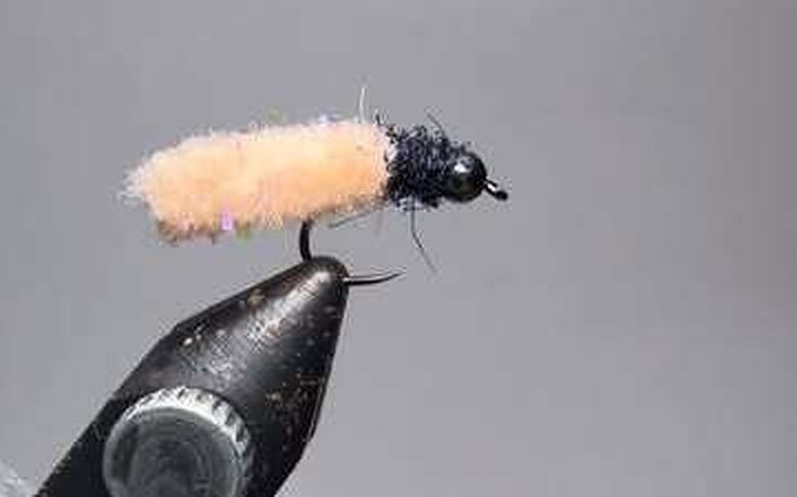 A cream Mop Fly with a black thorax held in vise jaws